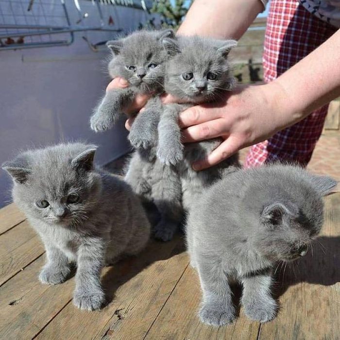 British Shorthair Kittens  : Whatsapp Me: +971 52545 1339