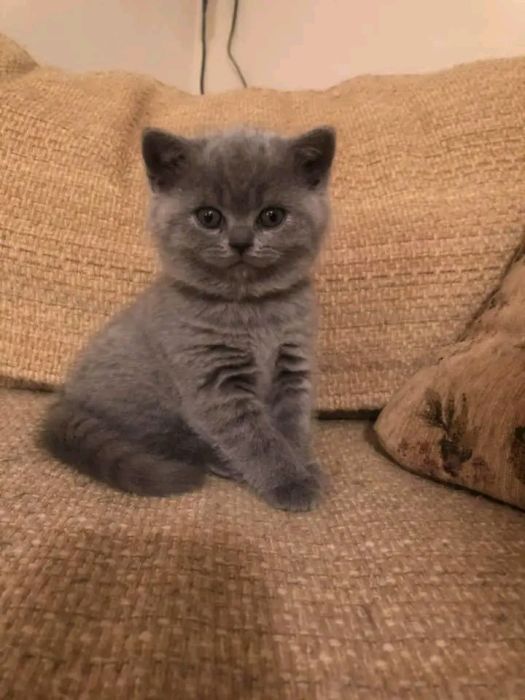 British shorthair kittens available 