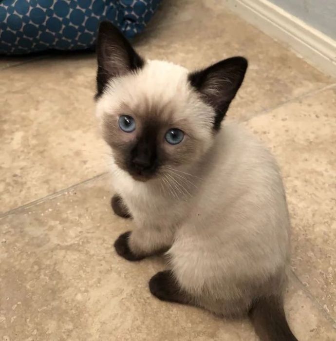 Siamese baby for sale 