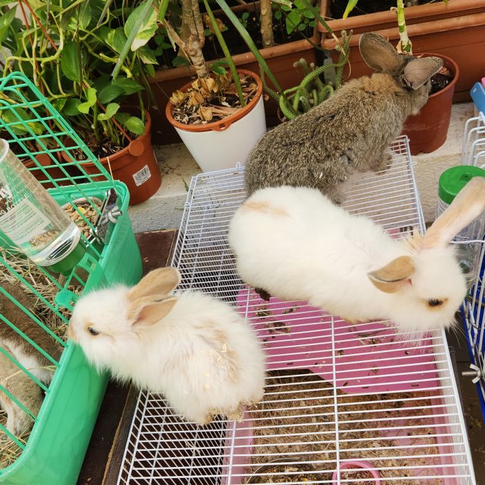 ارانب للبيع Cute bunny 