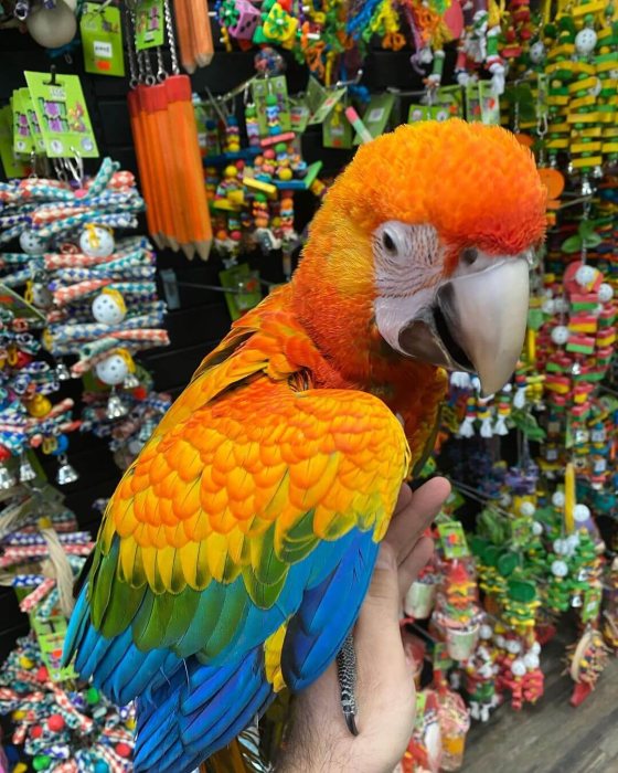 macaw parrots and parrot eggs for sale