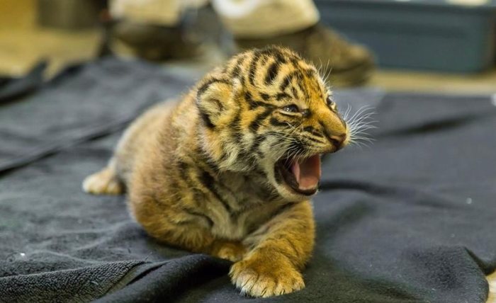 Tiger cubs, cheetah cubs, lion cubs, cougar cubs and black panther cubs 