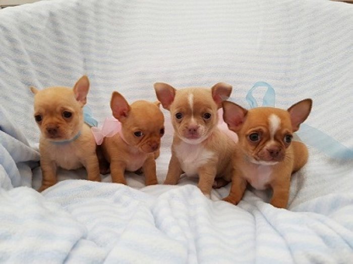 Excellent Apple Head Chihuahua Puppies