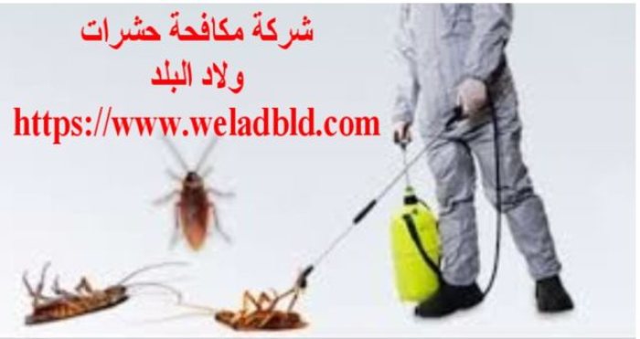 افضل شركة مكافحة حشرات في عجمان0508084006 