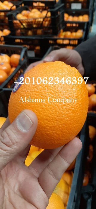 البرتقال الطازج 3