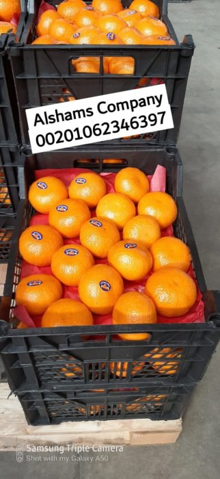 البرتقال الطازج 4