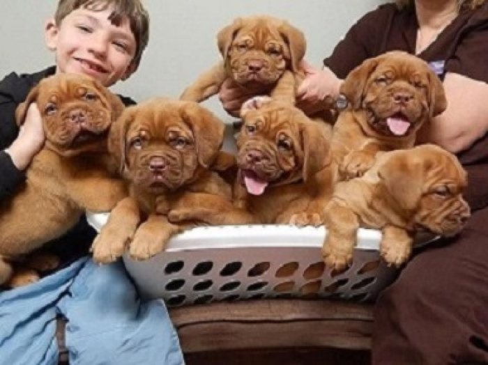Chunky Bullmastif Puppies For Sale  dfshjfjhg,hghhsgashdjf