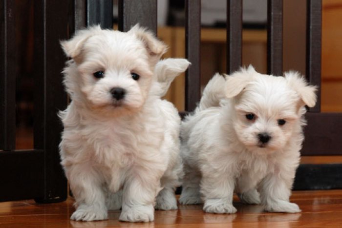 Two Teacup Maltese Puppies Needs a New Family  dvfdgf,hsfgfdsh