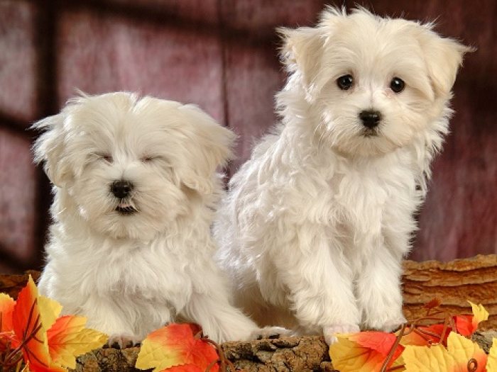 Adorable outstanding Maltese puppies  dfdshghsgashdjgf