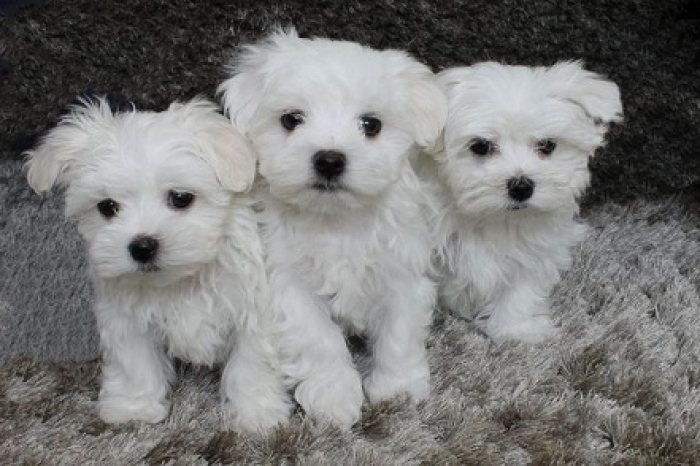 Awesome T-Cup Maltese Puppies Available  \vgfg,gfhfdgdfshfhg