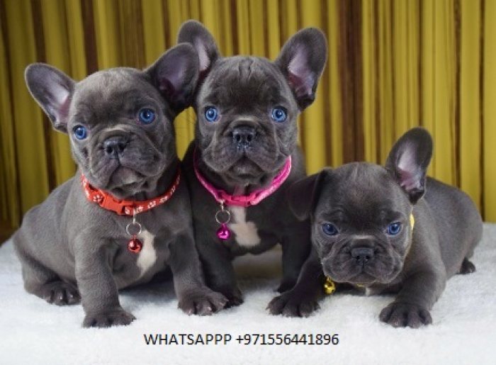 AKC quality French Bulldog Puppy for free adoption!!!  bgnf,.jdgh