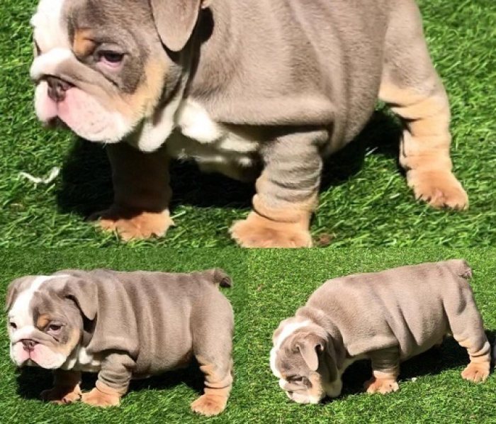 Gorgeous English Bulldog puppies available  dsagshdjfkfjdhsgagshdjf