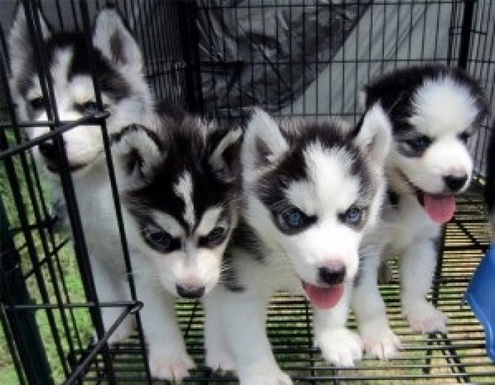 Akc registered Siberian Husky puppies  dgdshfdgfhgfdhsgrshdjfg