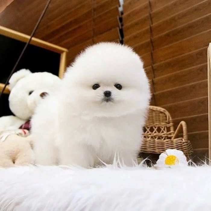 Priceless White Pomeranian Puppy For Adoption  vfghgjhjhhdfhjhk