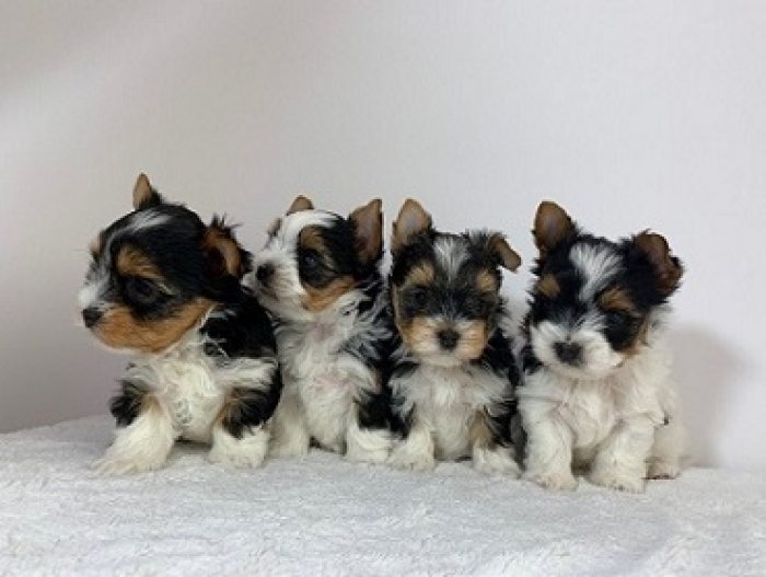 Extremely Cute Yorkshire Terrier Puppies Available for FREE  