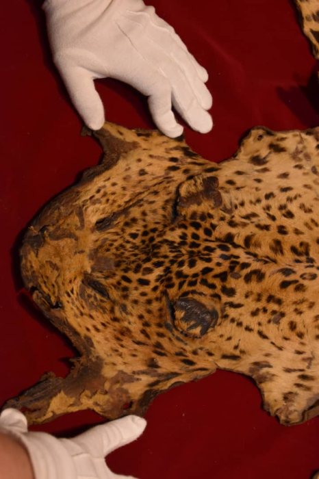جلد فهد leopard 4