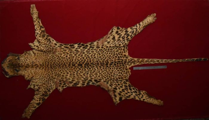 جلد فهد leopard 5