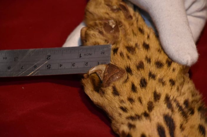 جلد فهد leopard 7