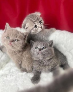 Cute kittesn for sale