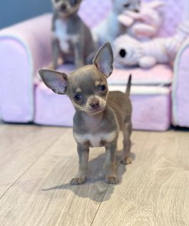 Chihuahua puppies ready for adoption 