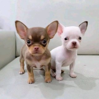 Chihuahua puppies ready for   sale