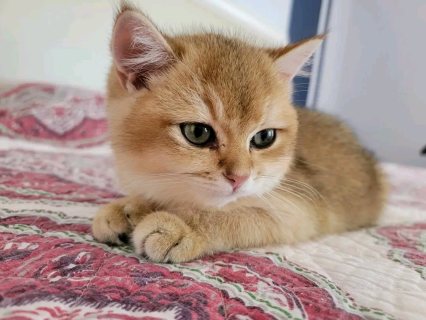 Gold British shorthair kittens for Christmas  2