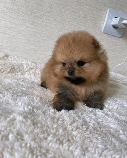 Purebred Pomeranian dog come with you