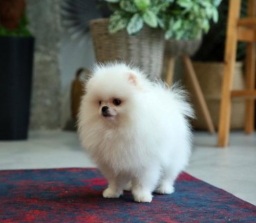 Pomeranian puppy come out to join your family  1
