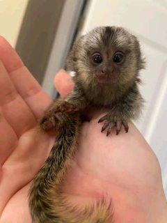 marmoset monkey for new family