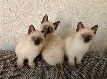 Siamese babies available you can get it