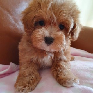Maltipoo puppy for sale 