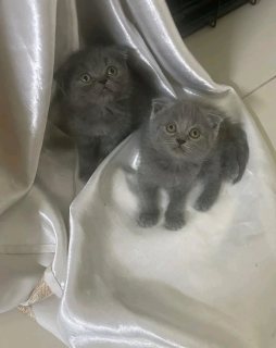 Scottish fold kittens available for new home 