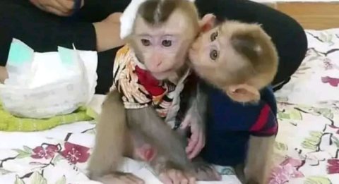 Capunchin monkey for sale