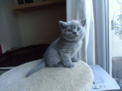 قطط بريطانية لطيفة ذات شعر قصير زرقاء 2