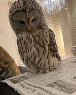 Male and Female Eagle Owls available for sale  1