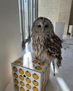 Male and Female Eagle Owls available for sale  2