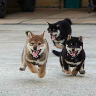    Shiba Inu Puppies for sale  1