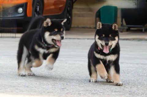    Shiba Inu Puppies for sale  2