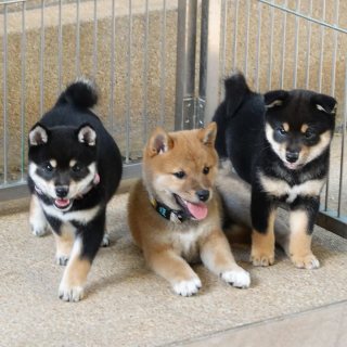    Shiba Inu Puppies for sale  3