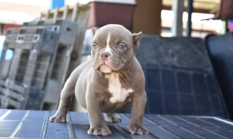  American Bully puppies for sale  1