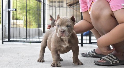  American Bully puppies for sale  2