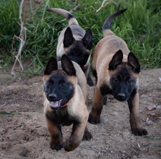  Belgian malinois puppies for adoption.  1