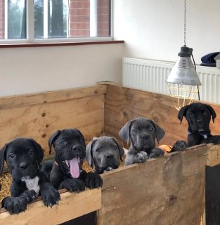  Cane Corso puppies for sale.  1