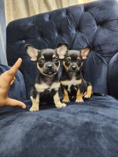   Chihuahua puppies for Sale  1