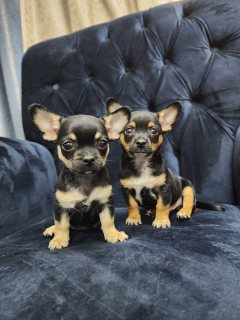   Chihuahua puppies for Sale  6