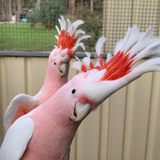   Major Mitchell's cockatoo Available