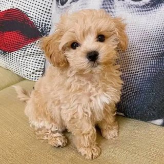 Toy poodle dog. Come and have  1