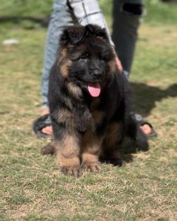 German Shepherd puppy for sale  1