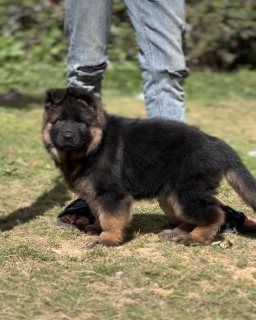 German Shepherd puppy for sale  2