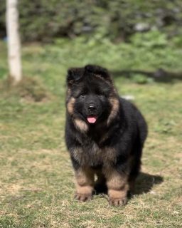 German Shepherd puppy for sale  3